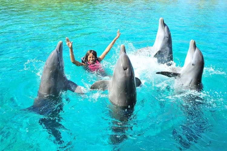 dolphins show